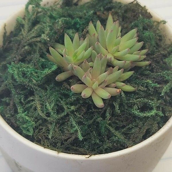 Sedum lanceolatum Liść