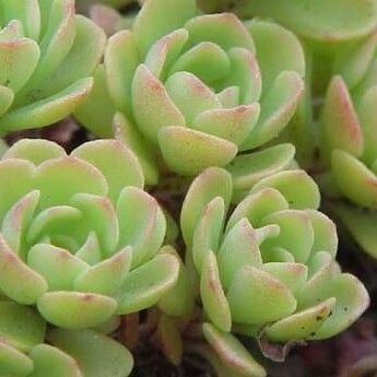 Sedum glaucophyllum 叶