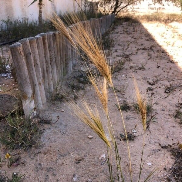 Stipellula capensis Habit