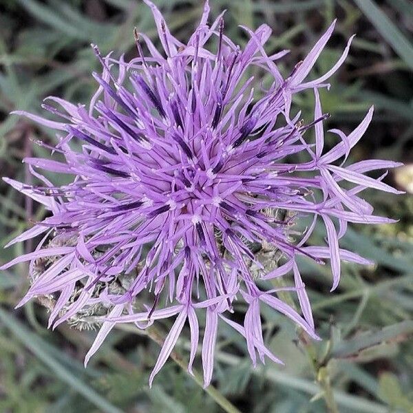 Centaurea scabiosa Flor