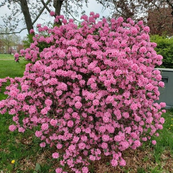 Rhododendron catawbiense Pokrój