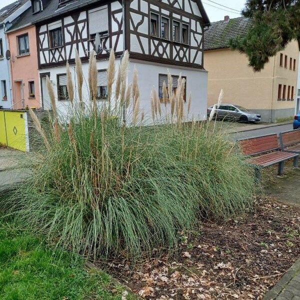 Cortaderia selloana Habitat