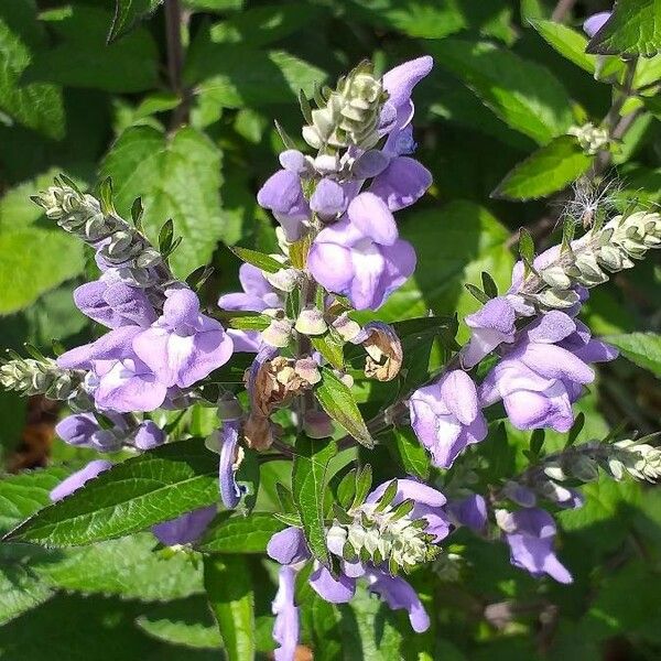 Scutellaria incana Flor