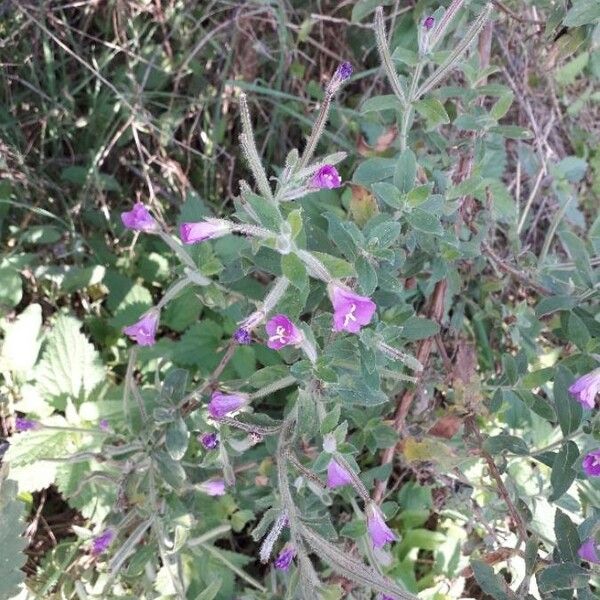 Epilobium hirsutum Кветка