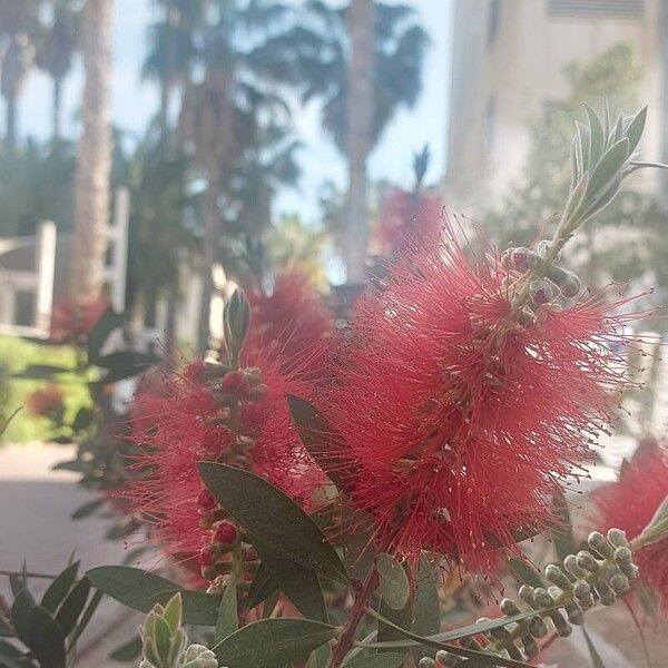 Melaleuca rugulosa Flor