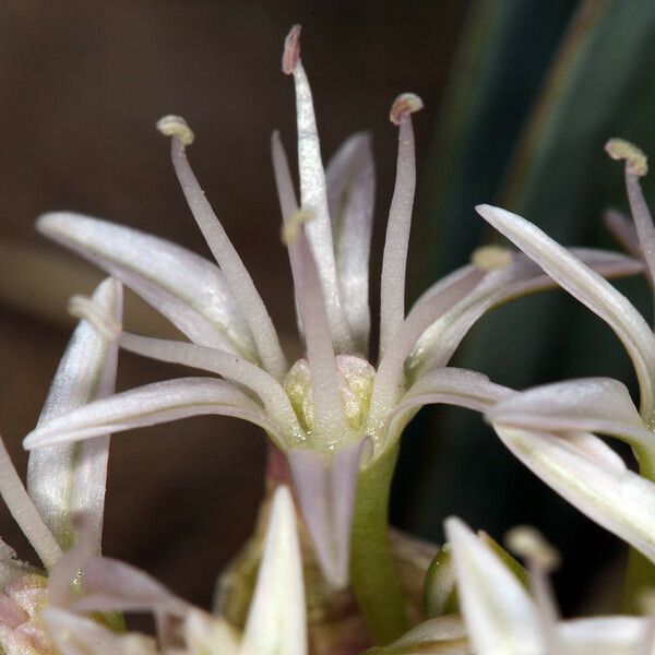 Allium anceps Flor