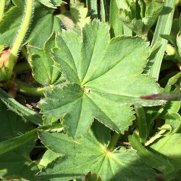 Alchemilla xanthochlora List