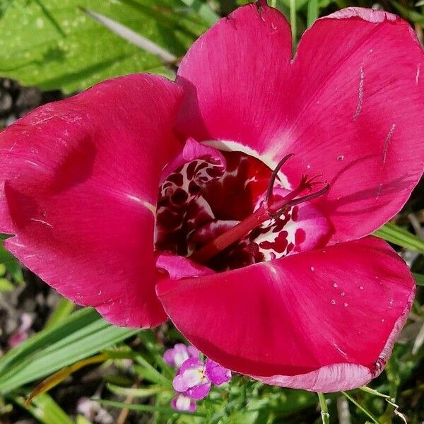 Tigridia pavonia Fleur