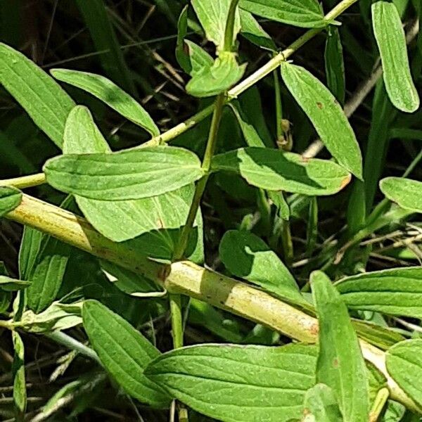 Hypericum maculatum 葉