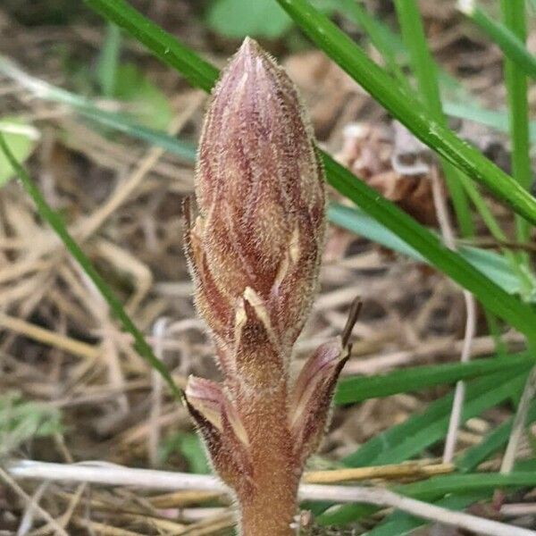 Orobanche minor Altres