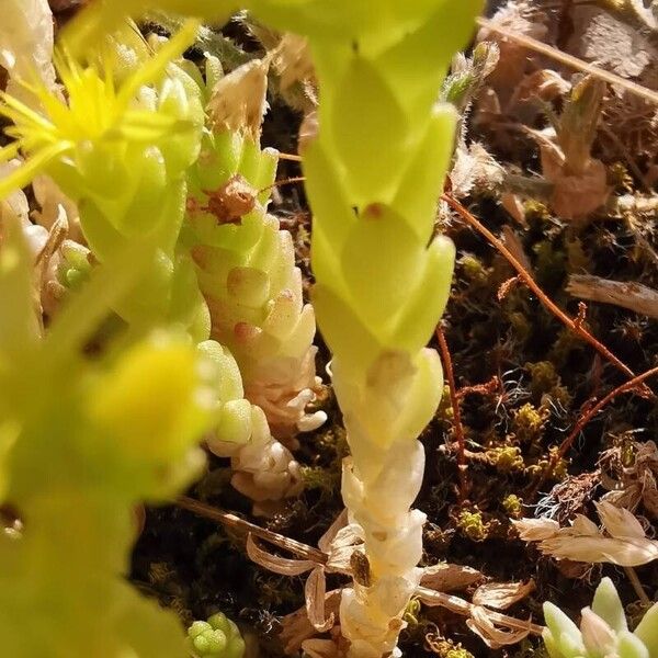 Sedum acre Foglia