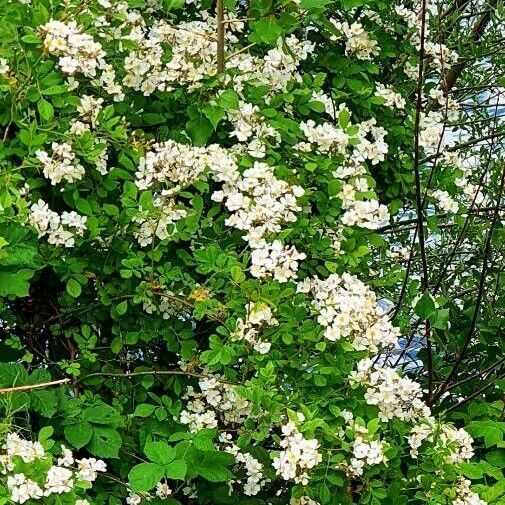 Rosa multiflora Flower