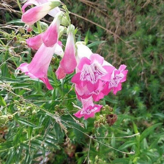 Penstemon barbatus Квітка