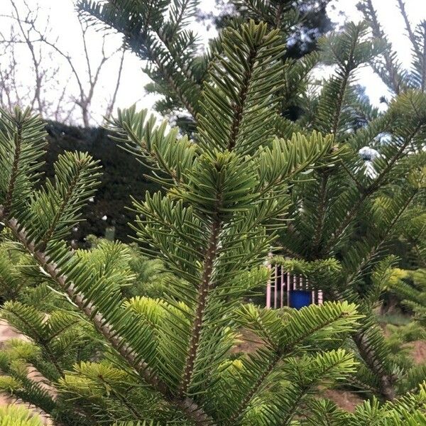 Abies homolepis ഇല