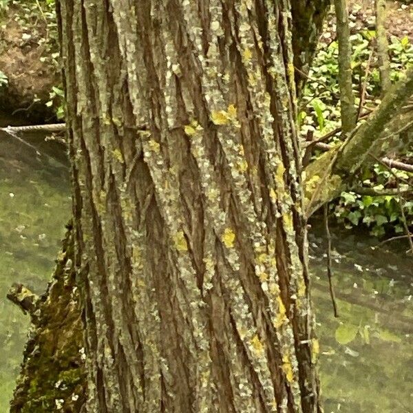 Salix × fragilis Bark