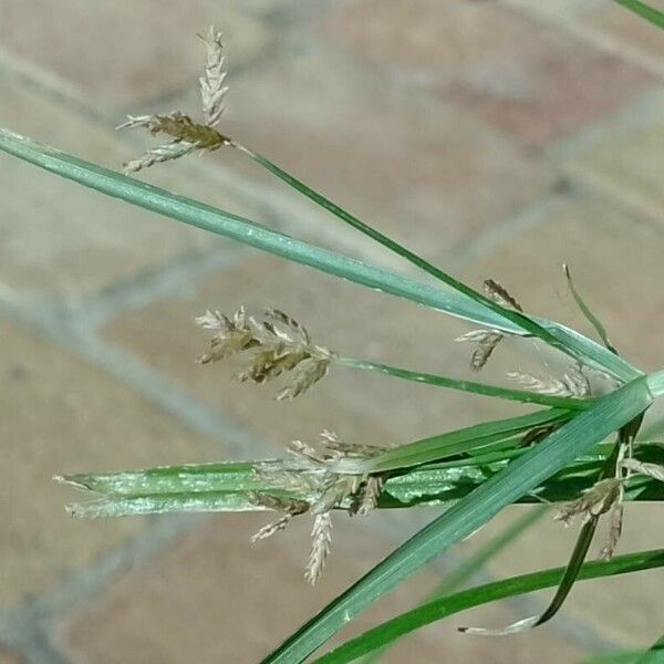 Cyperus esculentus Blüte