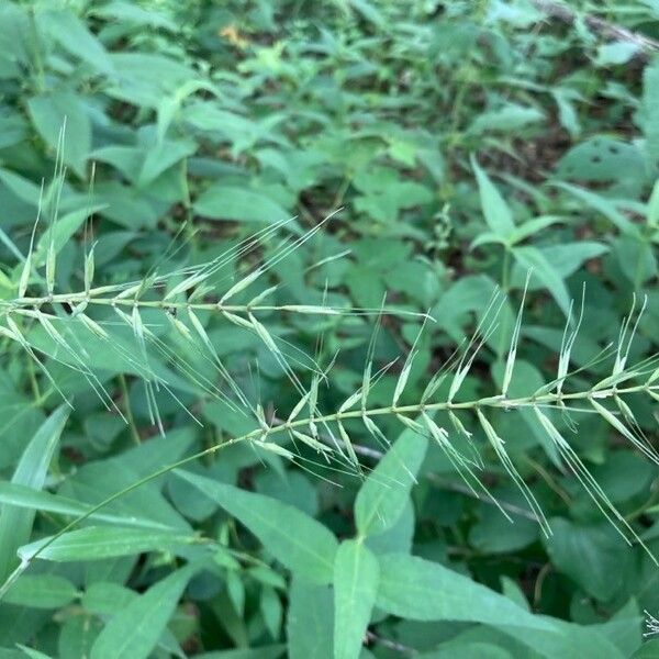 Elymus hystrix Blomst