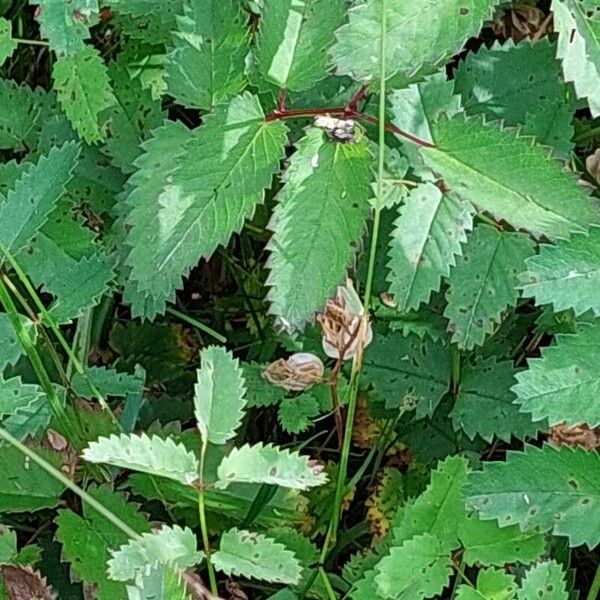 Sanguisorba officinalis Φύλλο