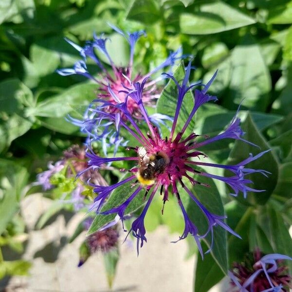 Centaurea montana Flor