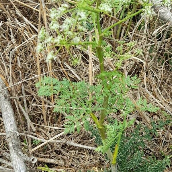 Conium maculatum Habitus