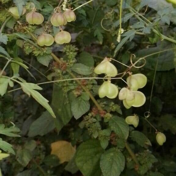 Cardiospermum halicacabum Fruit