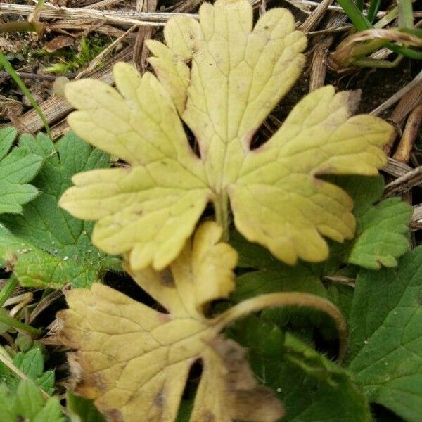 Ranunculus repens Leaf