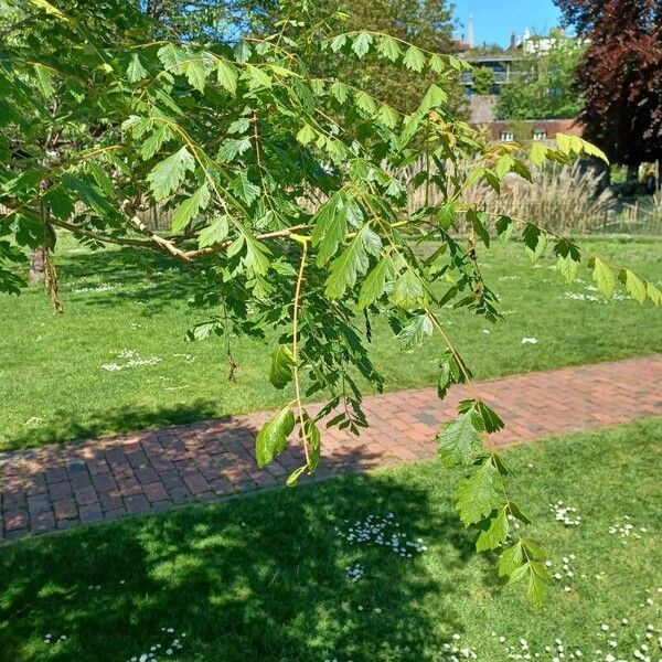 Koelreuteria paniculata List