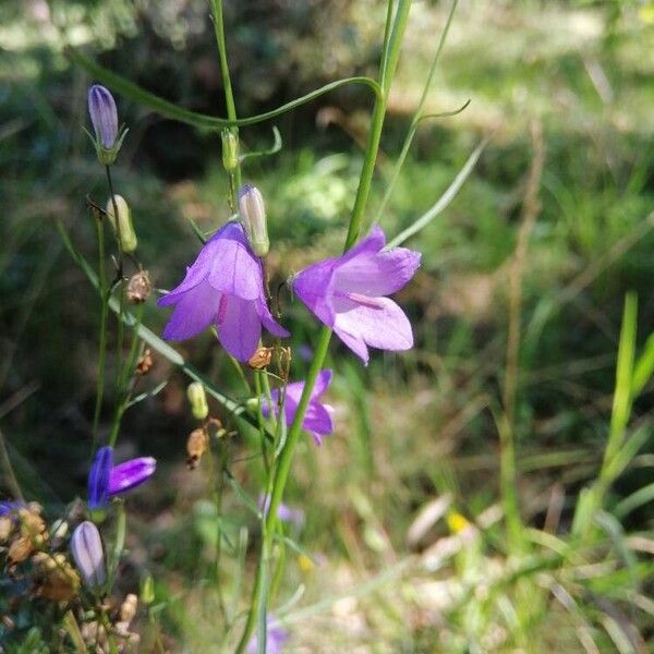 Campanula rotundifolia ফুল