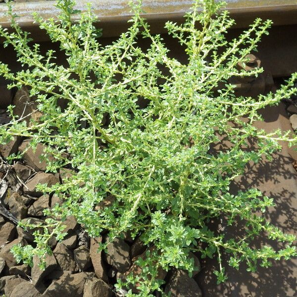 Amaranthus albus ശീലം