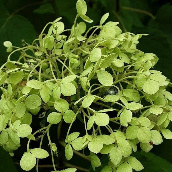 Hydrangea arborescens Flor