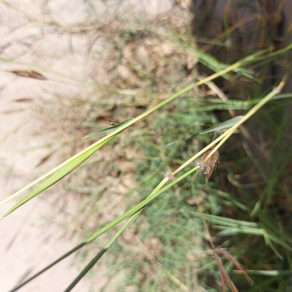 Dichanthium annulatum Blatt