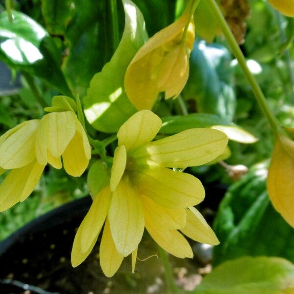 Cassia fistula Blomst