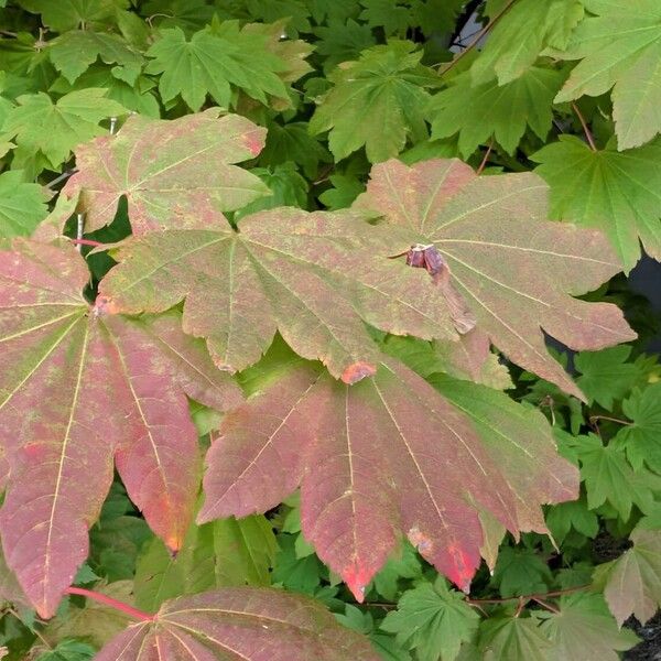 Acer circinatum List