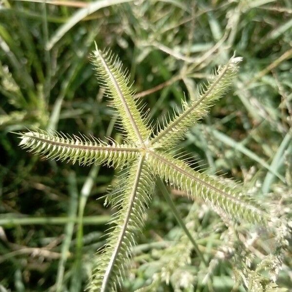 Dactyloctenium aegyptium Kwiat