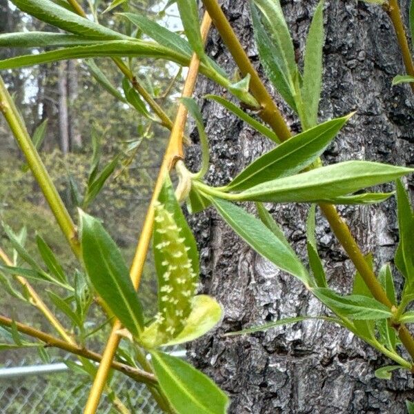 Salix lucida Folha