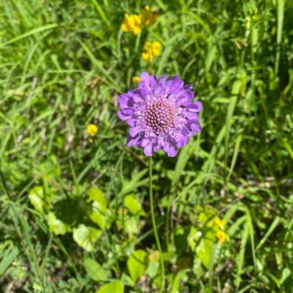 Scabiosa lucida 花