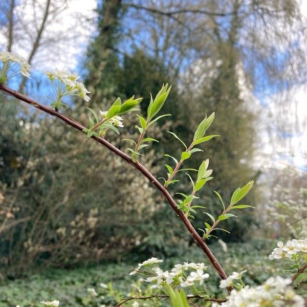 Spiraea hypericifolia 葉