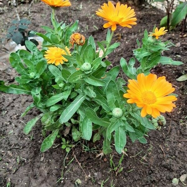 Calendula stellata Tervik taim