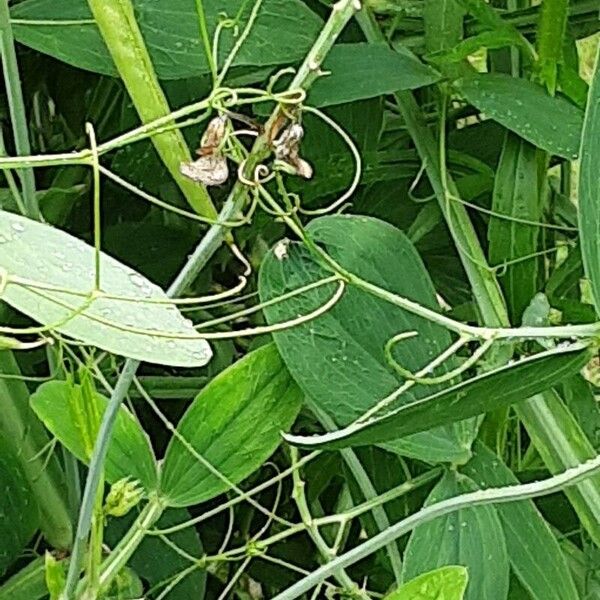 Lathyrus odoratus Casca