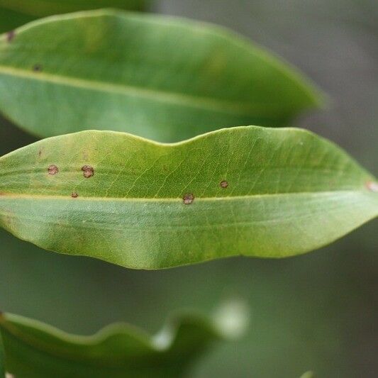 Agarista salicifolia Blad