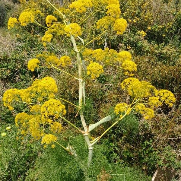 Ferula communis Fiore