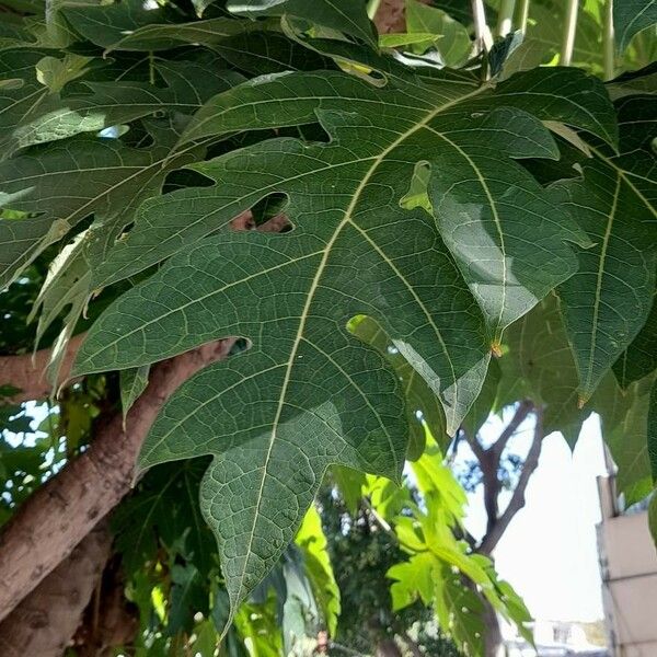 Carica papaya Blad