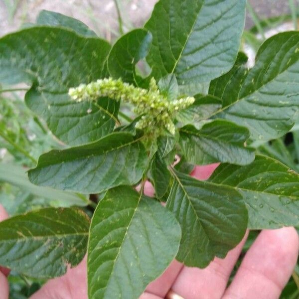 Amaranthus blitum Лист