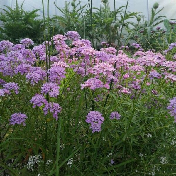 Iberis umbellata Flower