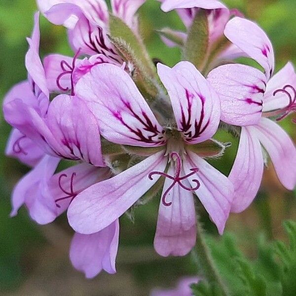 Pelargonium graveolens Λουλούδι