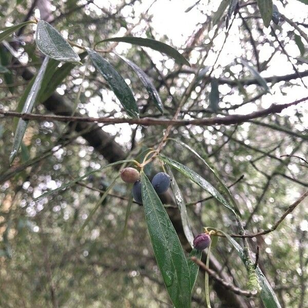 Phillyrea angustifolia Leaf