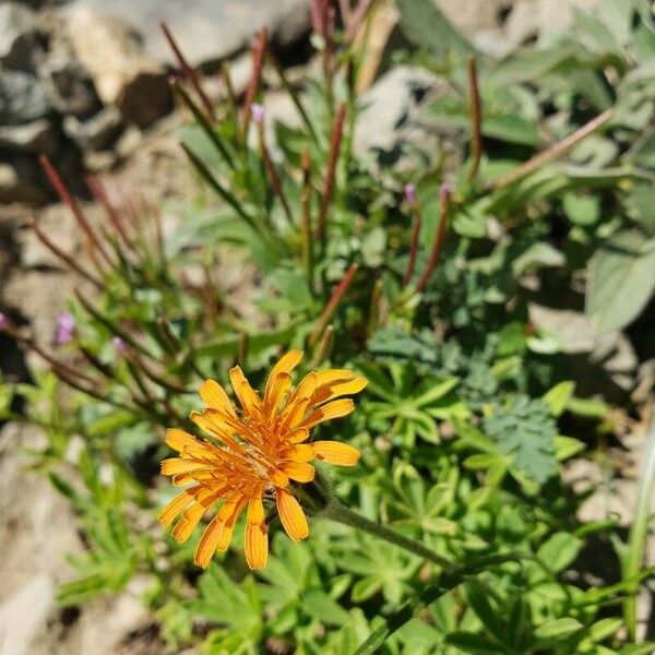 Agoseris aurantiaca Flower