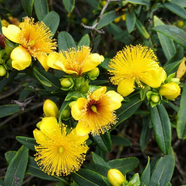 Hypericum prolificum Virág