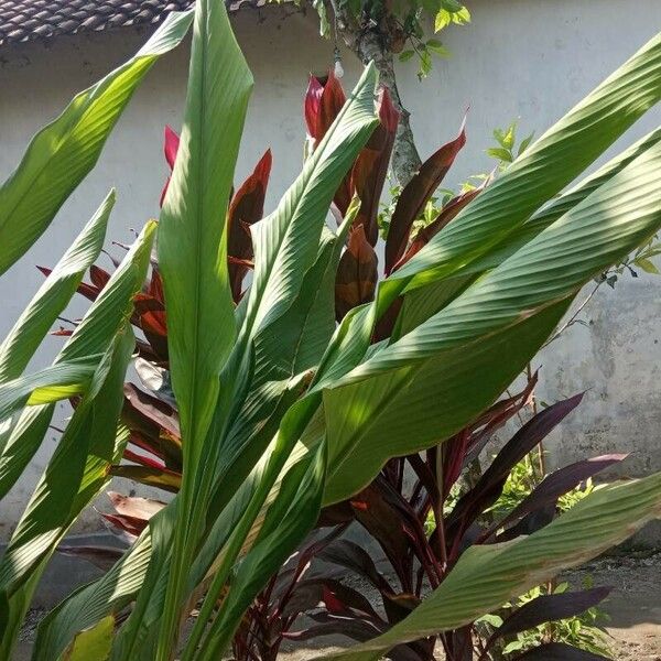 Curcuma longa ഇല