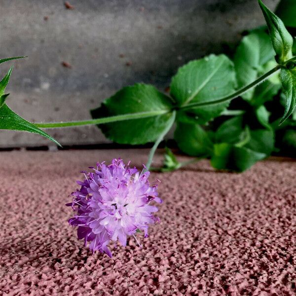 Knautia dipsacifolia Inny